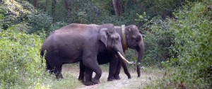 Elephant Collier Colliers pour éléphant GEOTRACEUR